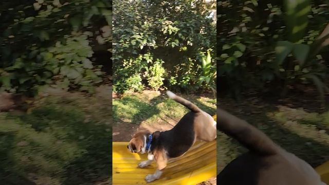 max the #beagle - slide runner