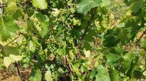 Бианка - винный сорт винограда -25-27°С.