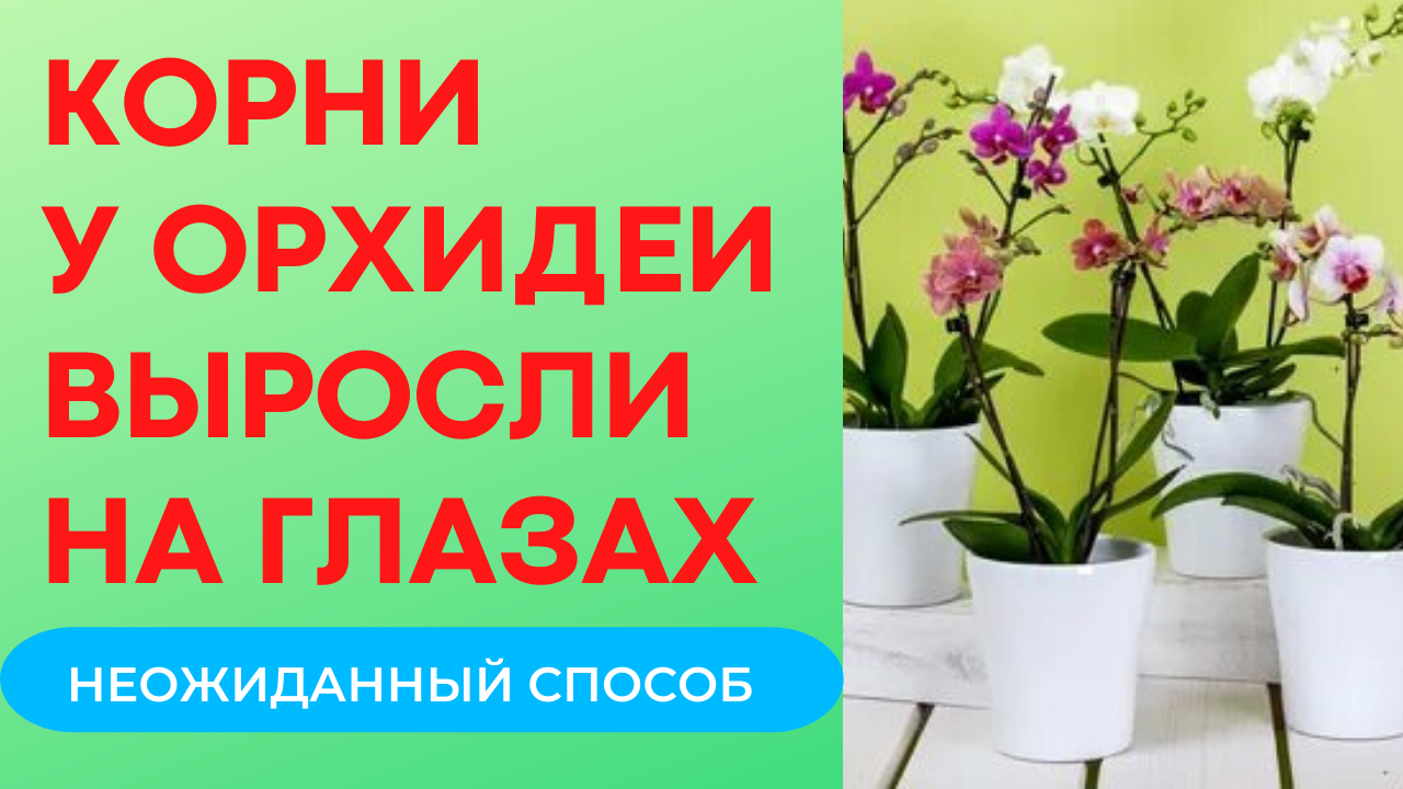 Как быстро нарастить корни у орхидеи Корни у фаленопсисов выросли на глазах смотреть онлайн