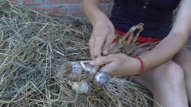 Хранение чеснока - венок смотреть онлайн