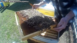 Карника ИО матковод Александр Тарасов Тройзек 1075