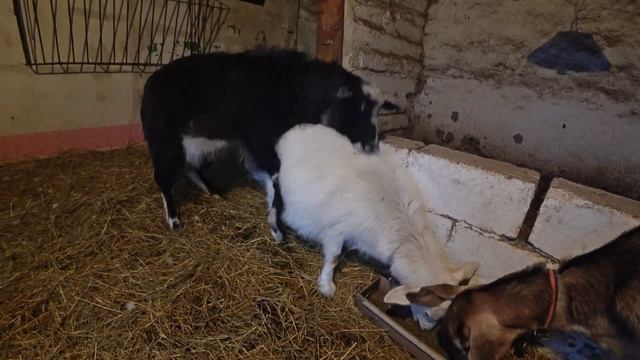 Козы не подпускают козла к еде!!! Что он будет делать? смотреть онлайн