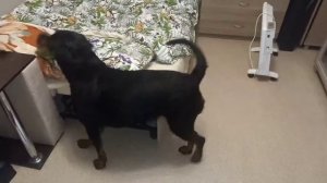 Как подготовить собаку перед выставкой.#выставка #ротвейлер #собакадругчеловека #gta #dog#собака