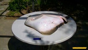 Черноморский Морской кот хвостокол Скат на 15кг Печень 3кг. Catfish Black Sea.