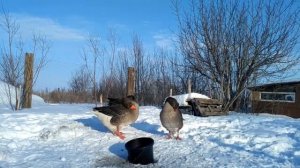 УТРЕННЯЯ ЗАРЯДКА ГУСЕЙ окн