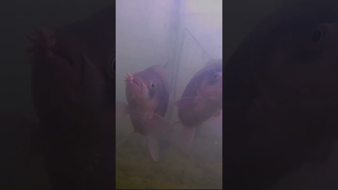 НЕМНОГО ПОДВОДНОГО МИРА С МОИХ РЫБАЛОК. #рыбалка смотреть онлайн