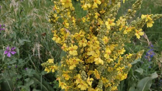 Как выглядит растение Коровяк Высокий? смотреть онлайн