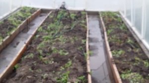 Самая эффективная осенняя обработка теплицы.