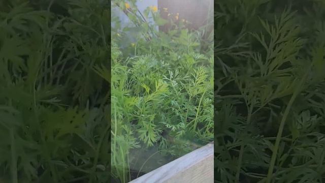 Удивительный рост моркови, которую посадили 1го апреля под снег. #дача #огород #деревня #морковь смотреть онлайн