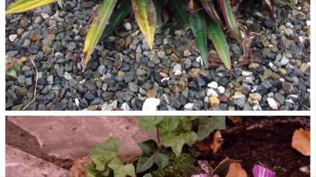 Традесканция садовая: украшение ландшафта без особых усилий. смотреть онлайн