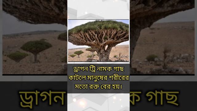 Dragon tree #shortsvideo #trending #views