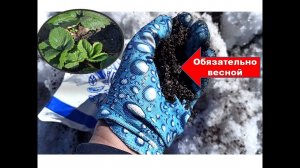 ЧЕМ ПОДКОРМИТЬ КЛУБНИКУ РАННЕЙ ВЕСНОЙ по снежку!