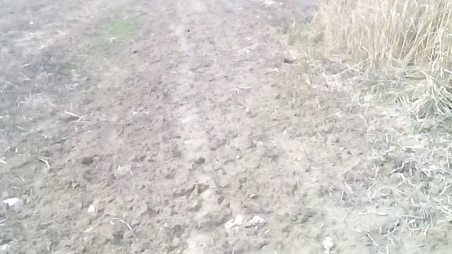 Черенки черной смородины на 28 марта