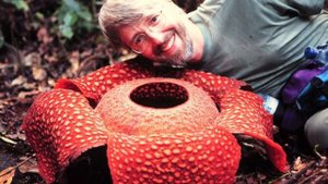 Раффлезия - самый большой цветок в мире