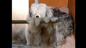 Смешная порода собак Бобтейл+ КОНКУРС!!!