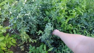 Сельская жизнь: гуси растут как на дрожжах/новые покупки/морозим горох/Countryside