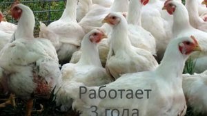Какой доход от 100 кур-несушек?