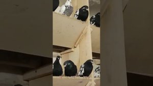 Чернозобые, мраморные, сизые белоносые. Свердловские высоколётные Наумыча.