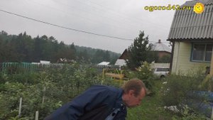 Отчего грецкий орех может НЕ плодоносить в условиях Калининграда?