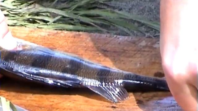 Между нами, рыбаками -  Как почистить окуня смотреть онлайн