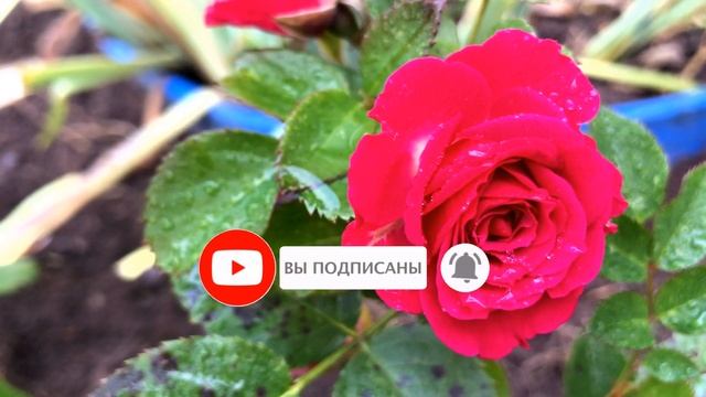 Лунный календарь стрижки Ноябрь 2021. Благоприятные и неблагоприятные дни для стрижки волос