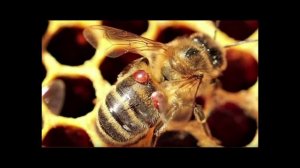Лекторий «Научный взгляд»: Люди и пчёлы