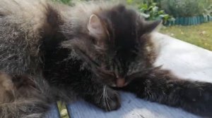 Сибирская кошка Муся звезда