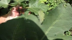 Инжир  I 258,Харди Чикаго,Серый ранний и др. 21