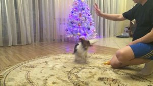 Папильон (Папийон) Вилли дрессировка 1. Papillon Willy