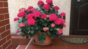 Как у меня зимуют крупнолистные гортензии