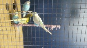 СПАРИВАНИЕ ВОЛНИСТЫХ ПОПУГАЕВ
