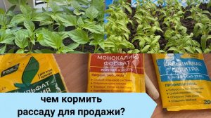 8. подкормка рассады на продажу.