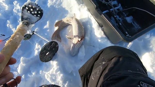 ЭТА ЩУКА ЧУТЬ ПАЛЬЦЫ НЕ ПЕРЕРЕЗАЛА! ХОРОШИЕ ОКУНИ И ЩУКИ НА ОЗЕРЕ В ГЛУХОЗИМЬЕ. смотреть онлайн
