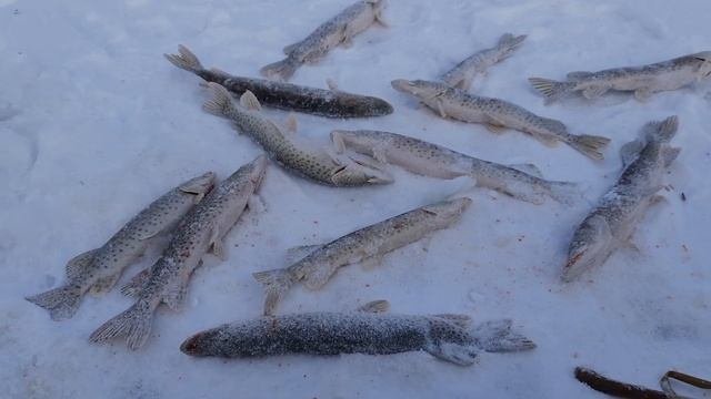 1_декабря_2023_г_