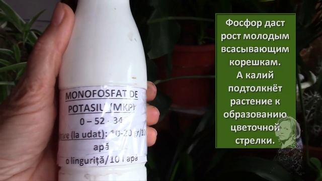 КЛИВИЯ НЕ ЦВЕТЁТ, ЧТО ДЕЛАТЬ?! смотреть онлайн