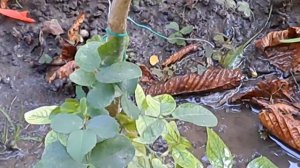 если вы пересадили розу а она засохла