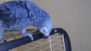 ГОВОРЯЩИЙ ПОПУГАЙ ЖАКО РАЗГОВАРИВАЕТ И ПОВТОРЯЕТ ЗВУКИ