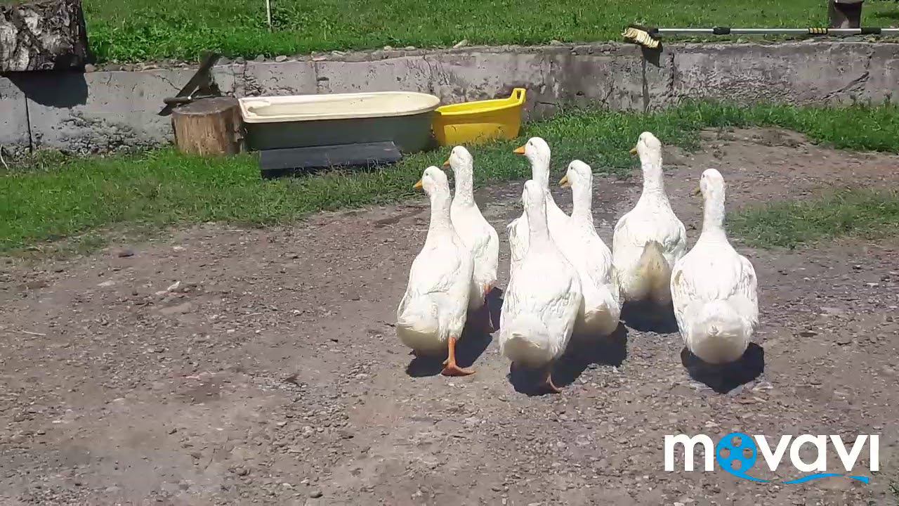 УТОЧКИ ОТКРЫЛИ КУПАЛЬНЫЙ СЕЗОН!!!