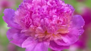 Практика из книги Диор 2 том  - "Сияние любви". Самахита