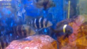 Аквариум с рыбками озера Танганьика