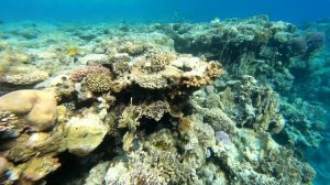 Рыбки. Подводный мир Faraana Reef Resort 4*, Шарм-Эль-Шейх (Март 2021г.)