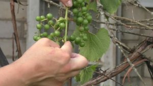 Старый куст винограда. Можно ли привести в порядок?