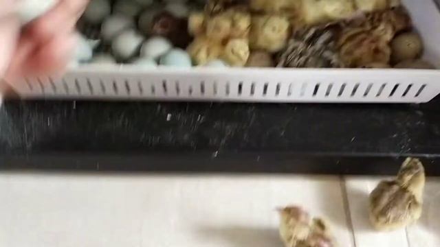 Вылупляются перепелята // Что делать дальше...