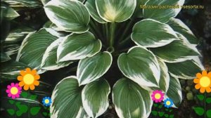 Хоста гибридная Роберт Фрост. Краткий обзор, описание характеристик hosta hybrida Robert Frost