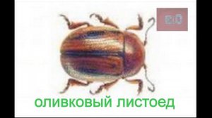 КРАСНАЯ  КНИГА БЕЛАРУСИ.НАСЕКОМЫЕ