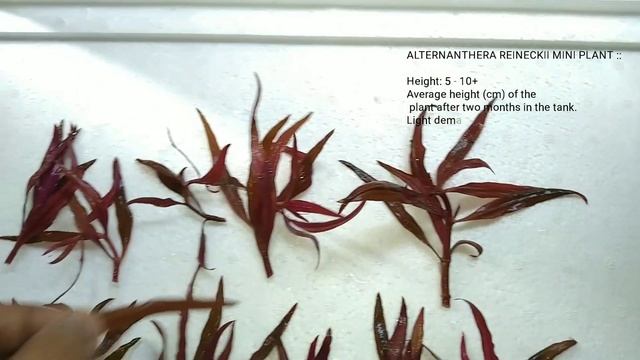 ALTERNANTHERA REINECKII MINI PLANT || AQUARIUM RED STEM PLANT - AR MINI AQUARIUM PLANT смотреть онлайн