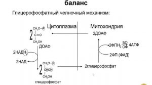 Обмен углеводов Часть 2