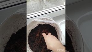 Осенняя пересадка антуриума