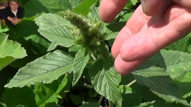 КАБАК посадка догляд і результат. смотреть онлайн