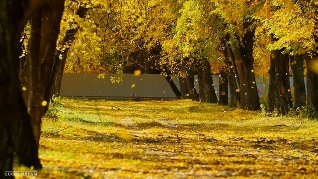 "Ноябрьский осенний лес" Красивая расслабляющая осенняя музыка, мирная успокаивающая музыка